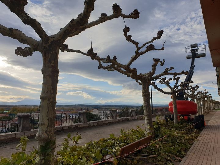 Pinaster Medio Ambiente ejecutará la poda de 1.134 árboles en Astorga