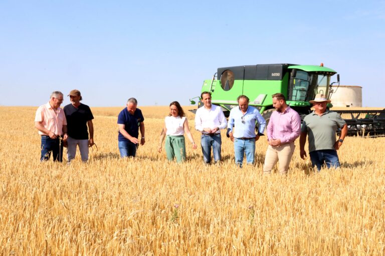 La cosecha de cereal en Castilla y León alcanzará los 8,12 millones de toneladas, la segunda mayor producción en quince años